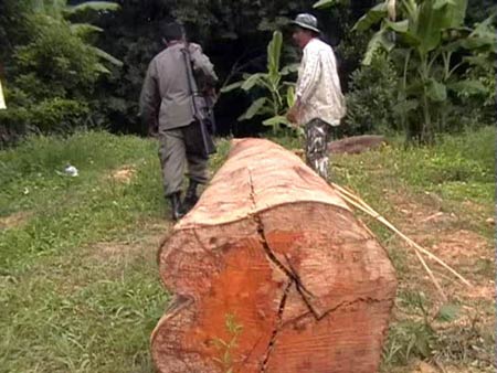 ข่าวสตูล : ฉก.รักษาป่าสตูลเดินหน้ายึดไม้ผิดกฎหมาย ? พบป่าต้นน้ำถูกทำลายกว่า 100 ไร่