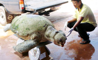 ภาพประกอบ ข่าวสาร ข่าวทั่วไป : สลดเต่าตนุยักษ์เกยหาดตายที่ชุมพร