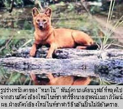 ภาพประกอบ ข่าวสาร ข่าวทั่วไป : ผวาเขี้ยวหมาใน หลุดไนท์ซาฟารี ล่ากินไก่ชาวบ้าน