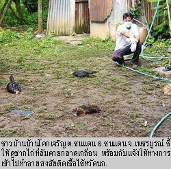 ภาพประกอบ ข่าวสาร ข่าวทั่วไป : ฆ่าไก่ 78 ฟาร์ม กว่า 3 แสนตัว