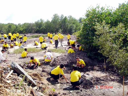 ข่าวภูเก็ต : ภูเก็ตปลูกป่าชายเลน 5 หมื่นต้นเฉลิมพระเกียรติในหลวง 60 ปี